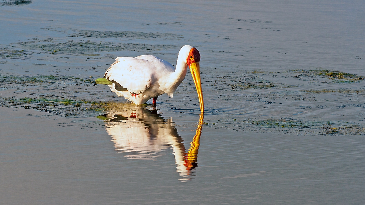 Yellow-billed Stork [Mycteria ibis]