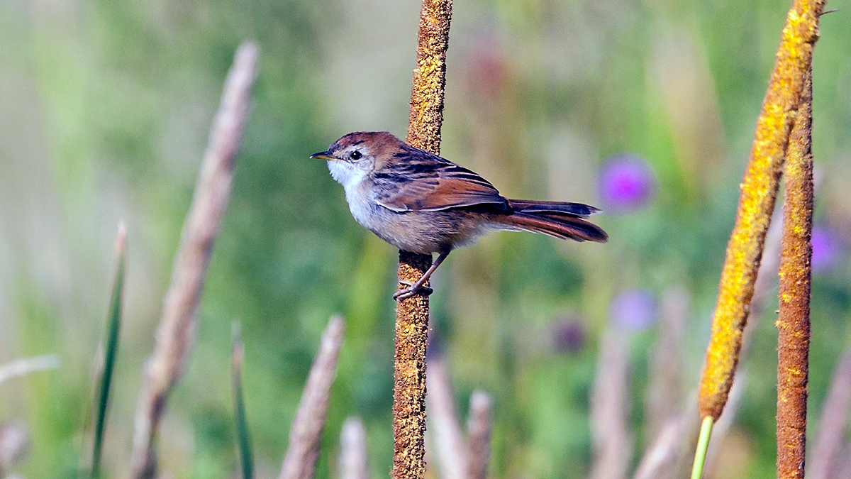 Levaillant’s Cisticola [Cisticola tinniens tinniens]