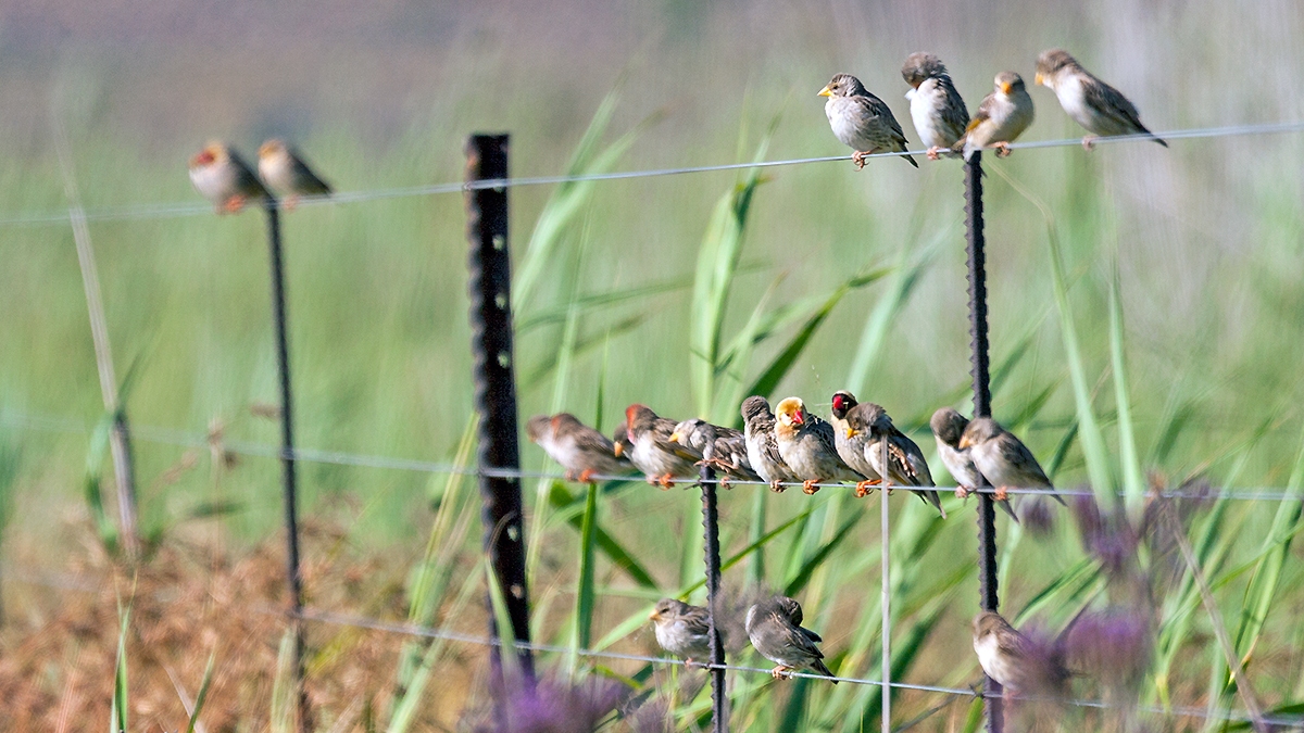 Red-billed Quelea [Quelea quelea lathamii]