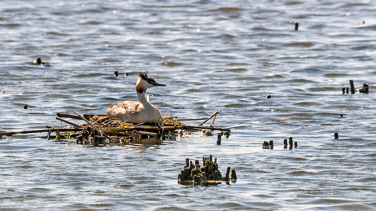 Great Crested Grebe [Podiceps cristatus infuscatus]