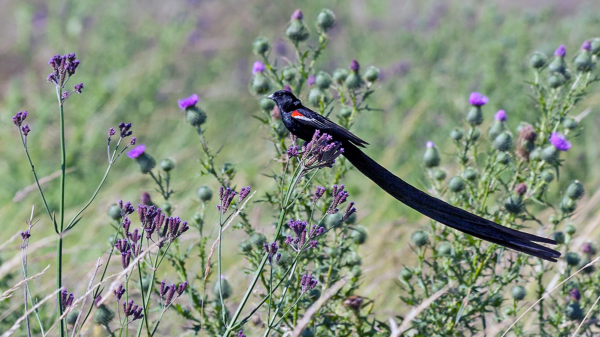Long-tailed Widowbird [Euplectes progne progne]
