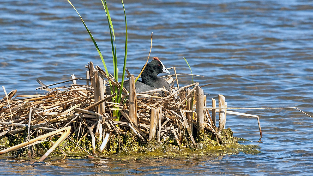 Red-knobbed Coot [Fulica cristata]