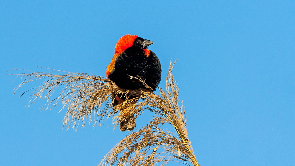 Southern Red Bishop [Euplectes orix]