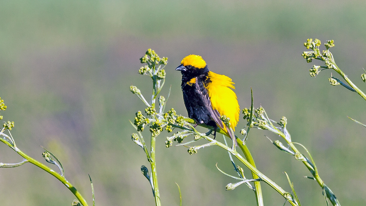 Yellow-crowned Bishop [Euplectes afer taha]