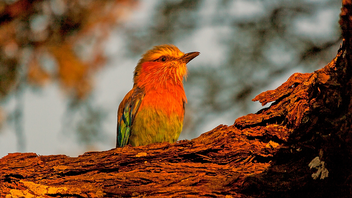 Lilac-breasted Roller [Coracias caudatus caudatus]