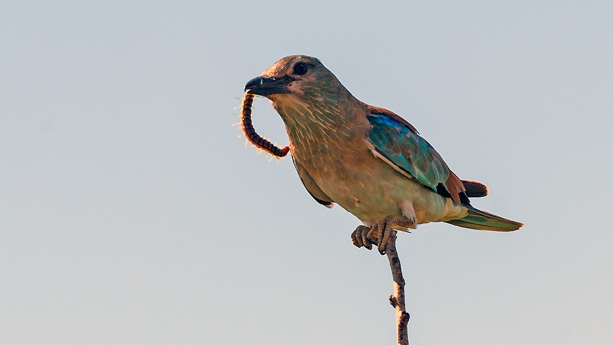 European Roller [Coracias garrulus garrulus]