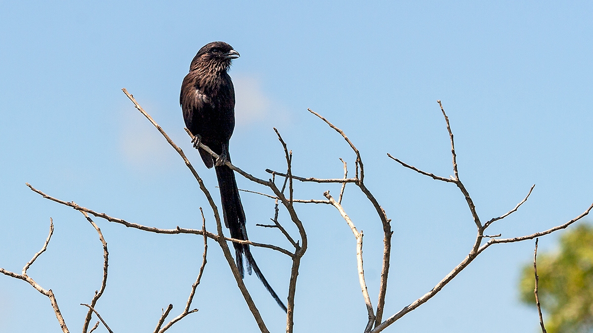 Magpie Shrike [Lanius melanoleucus expressus]