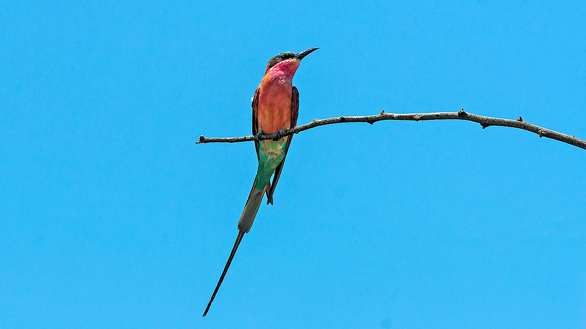 Southern Carmine Bee-eater [Merops nubicoides]