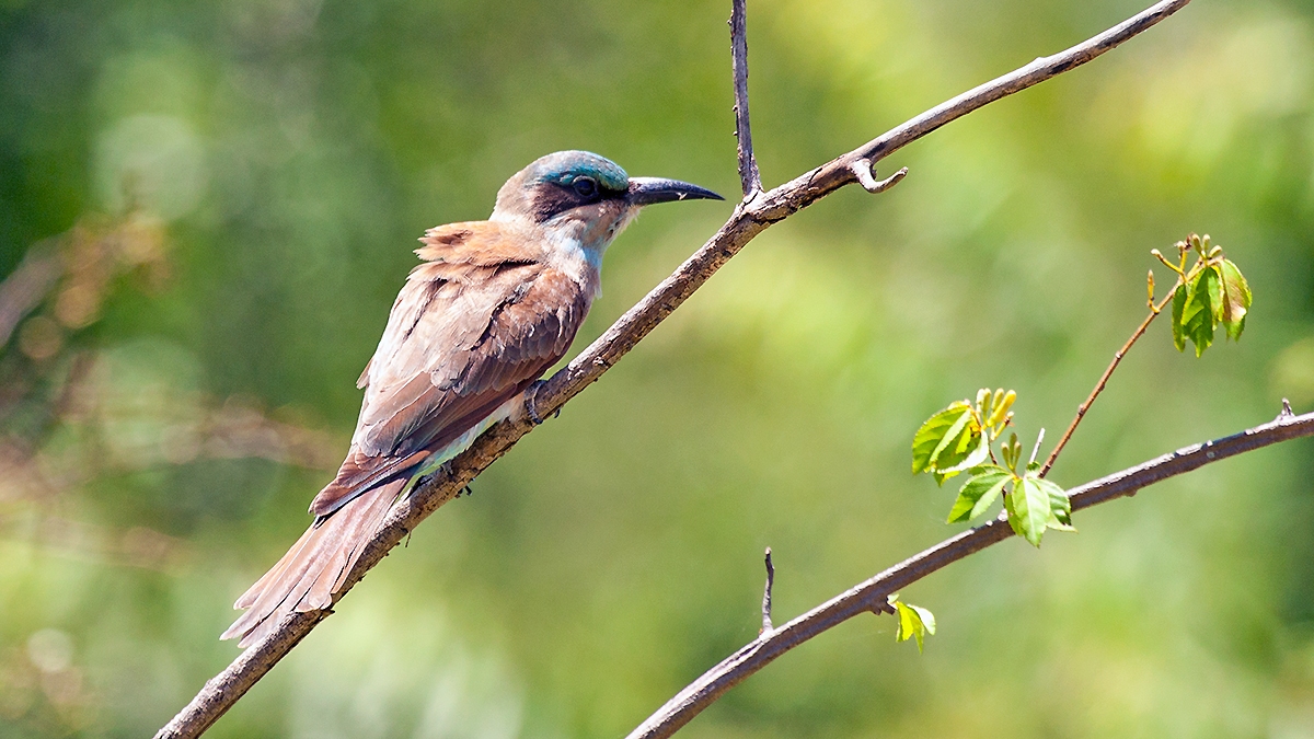 Southern Carmine Bee-eater [Merops nubicoides]