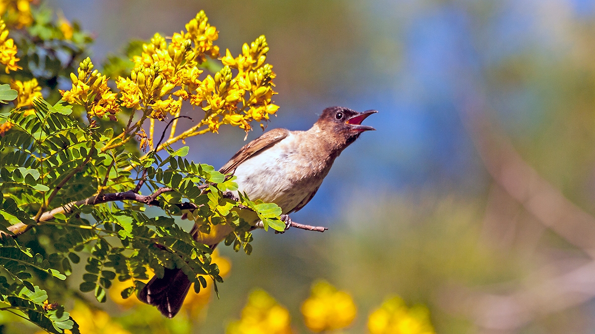 Common Bulbul [Pycnonotus barbatus layardi]