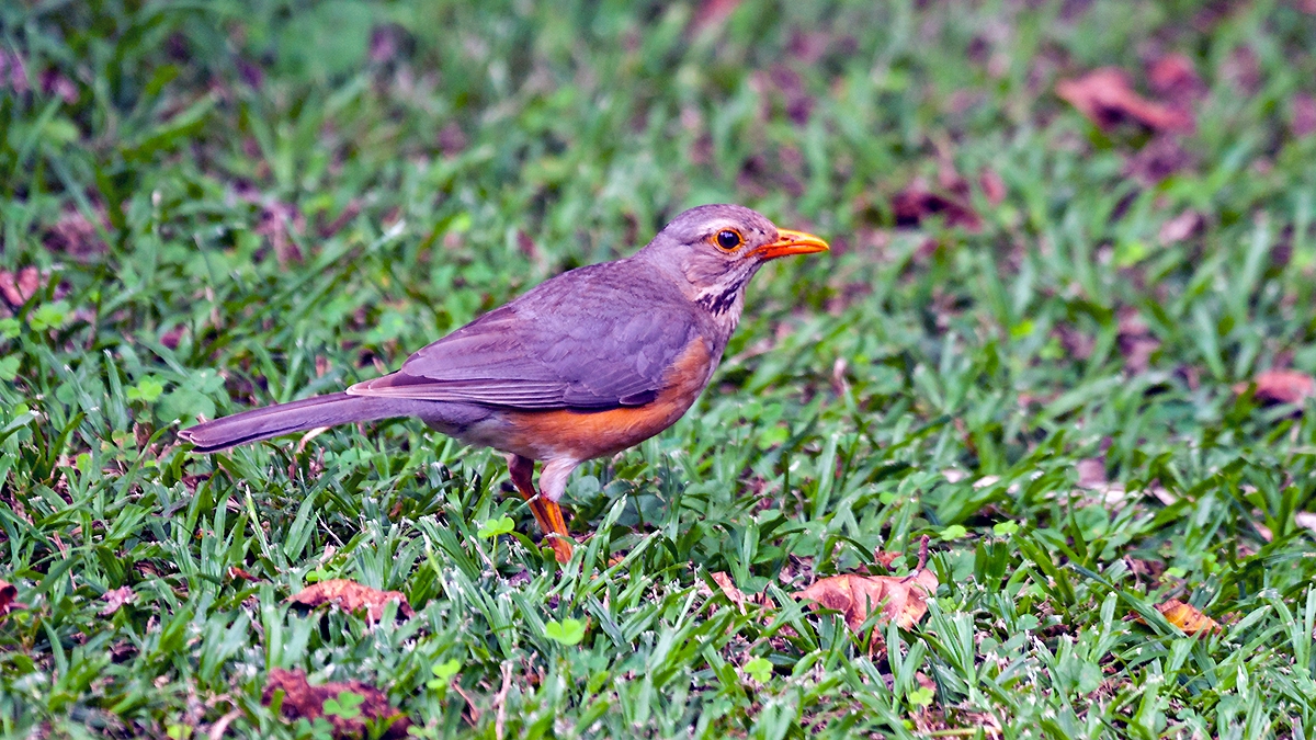 Kurrichane Thrush [Turdus libonyana libonyana]