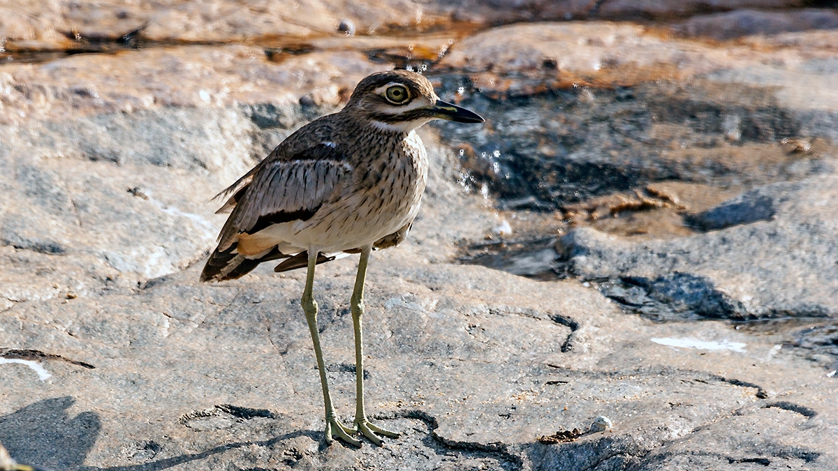 Water Thick-knee [Burhinus vermiculatus vermiculatus]