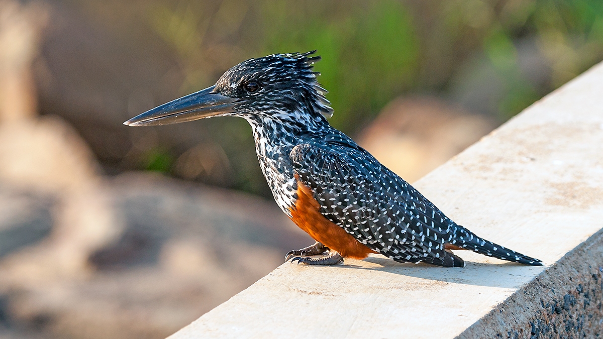 Giant Kingfisher [Megaceryle maxima maxima]