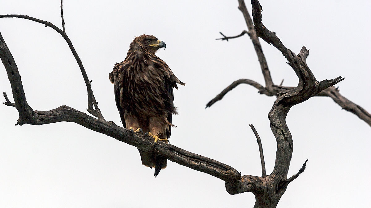 Tawny Eagle [Aquila rapax rapax]