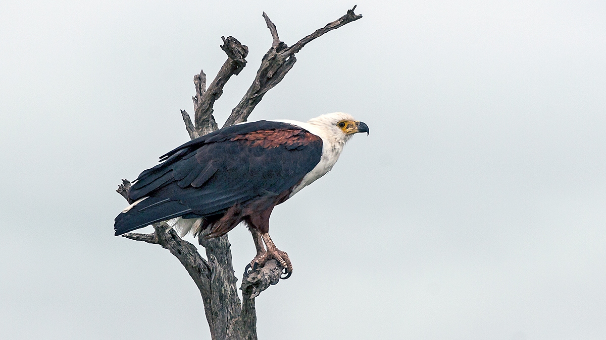 African Fish Eagle [Icthyophaga vocifer]