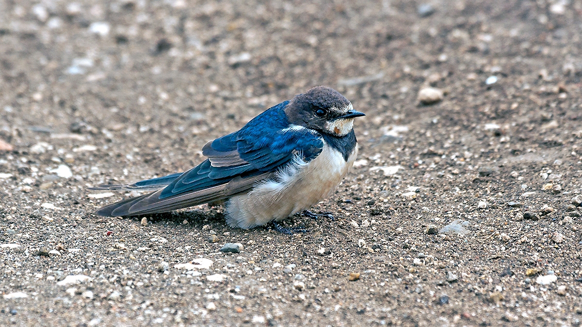 Barn Swallow [Hirundo rustica rustica]