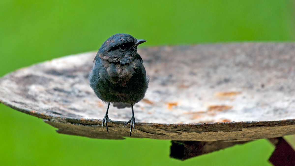 Southern Black Flycatcher [Melaenornis pammelaina pammelaina]