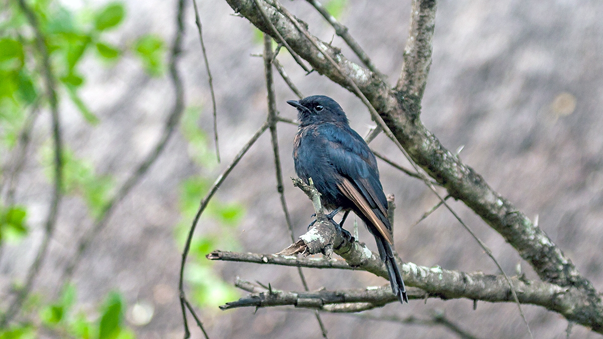 Southern Black Flycatcher [Melaenornis pammelaina pammelaina]