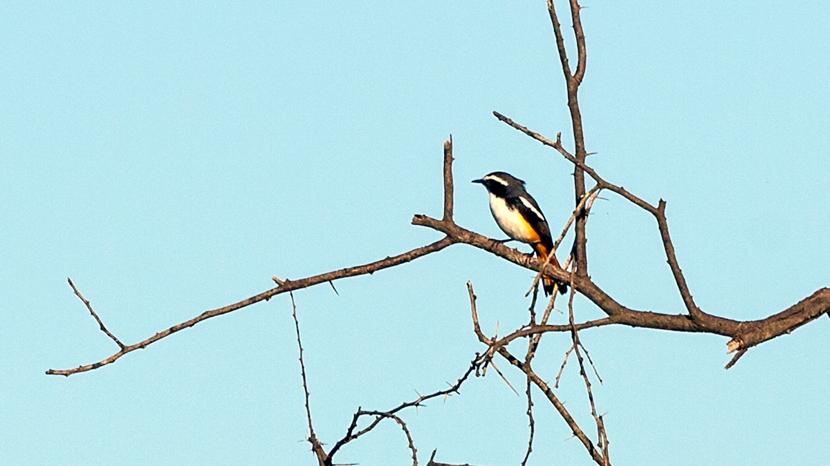 White-throated Robin-Chat [Dessonornis humeralis]