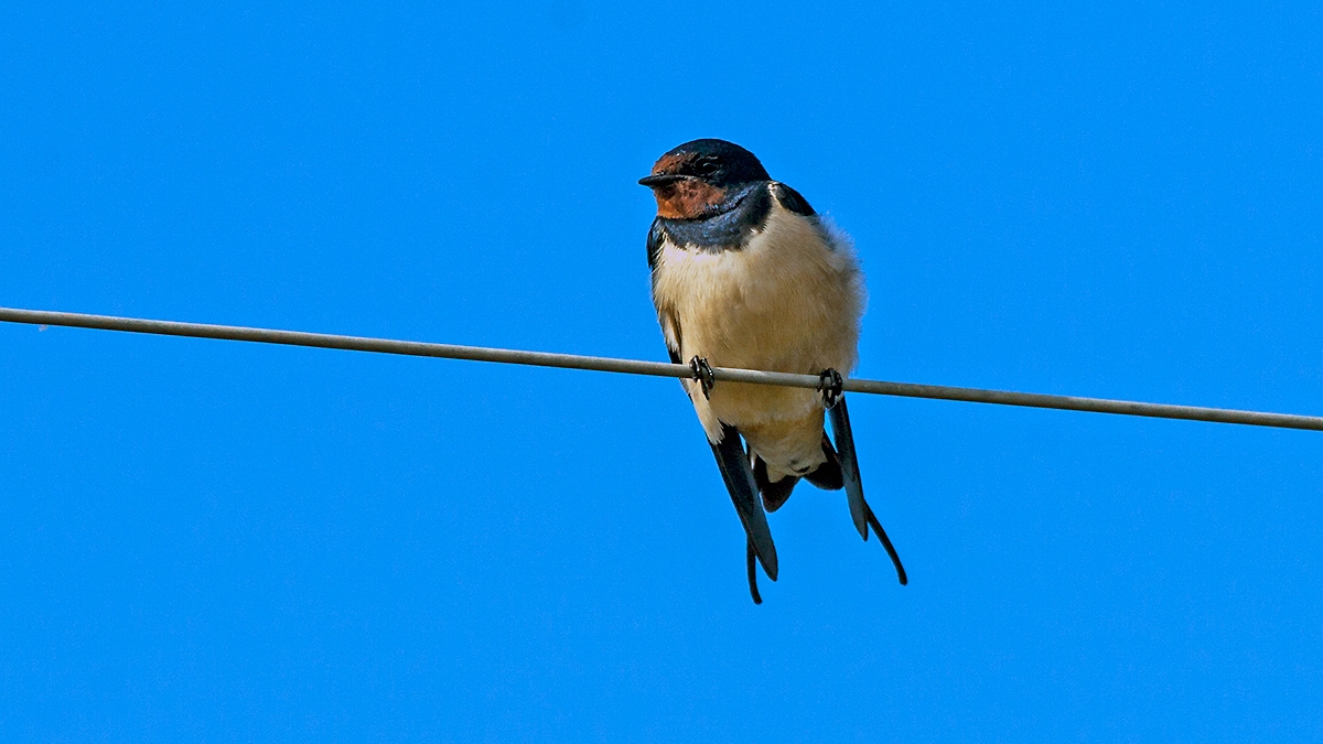 Barn Swallow [Hirundo rustica rustica]