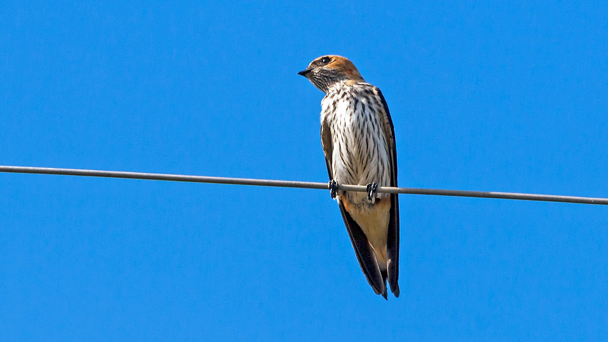 Greater Striped Swallow [Cecropis cucullata]