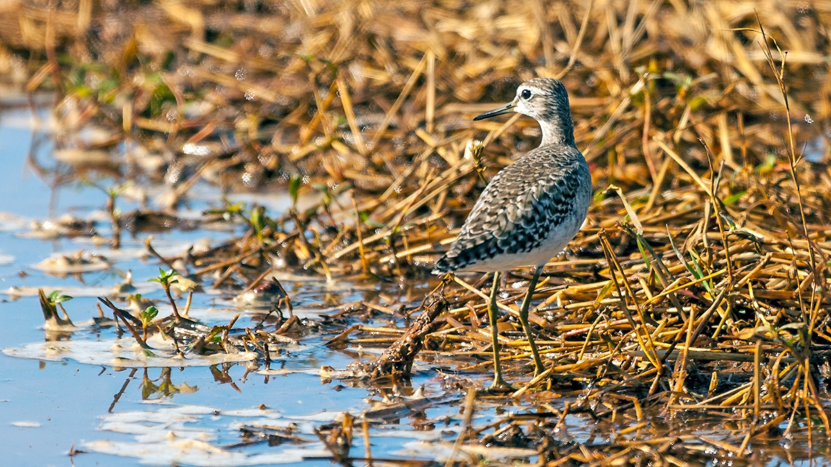 Wood Sandpiper [Tringa glareola]
