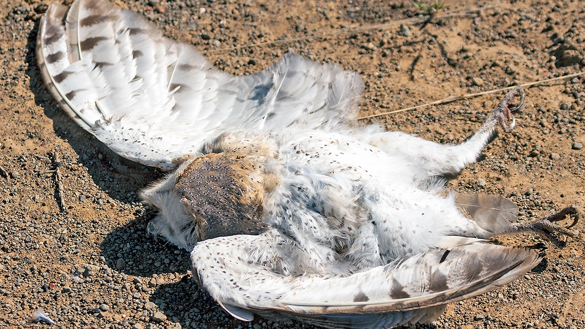 Western Barn Owl [Tyto alba poensis]