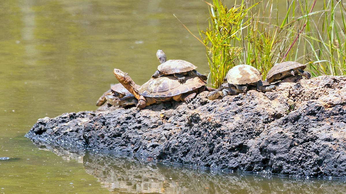 Serrated Hinged Terrapin [Pelusios sinuatus]