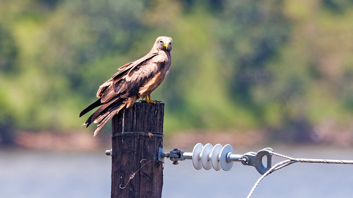 Yellow-billed Kite [Milvus aegyptius parasitus]
