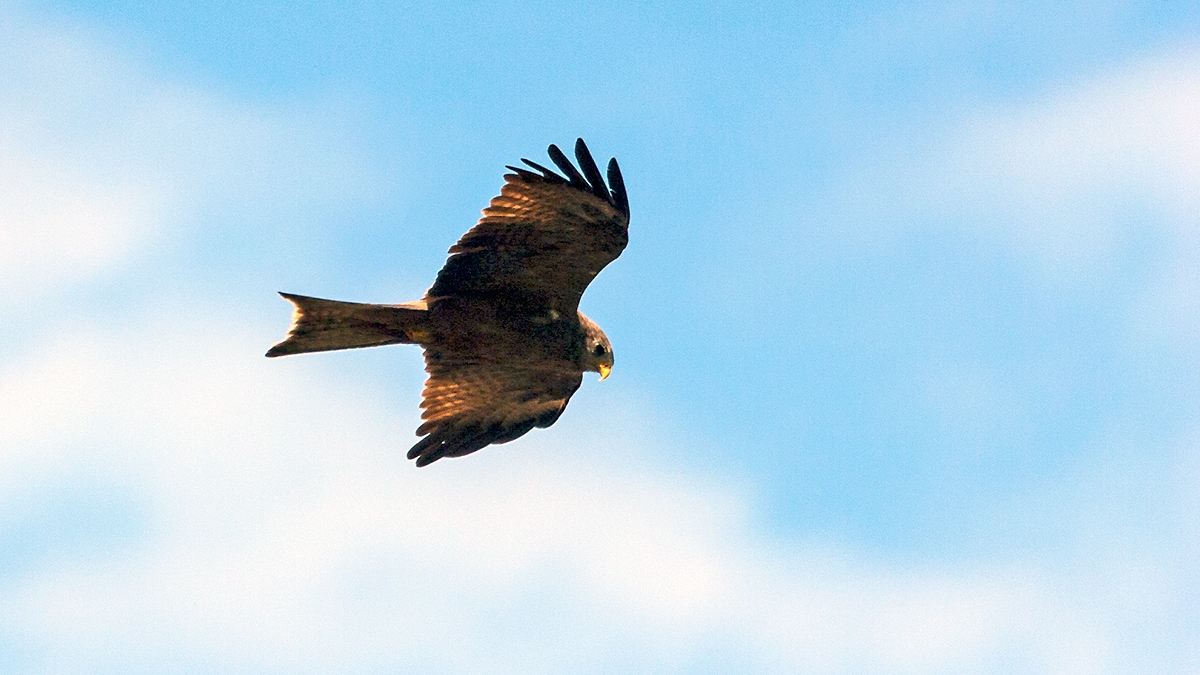 Yellow-billed Kite [Milvus aegyptius parasitus]