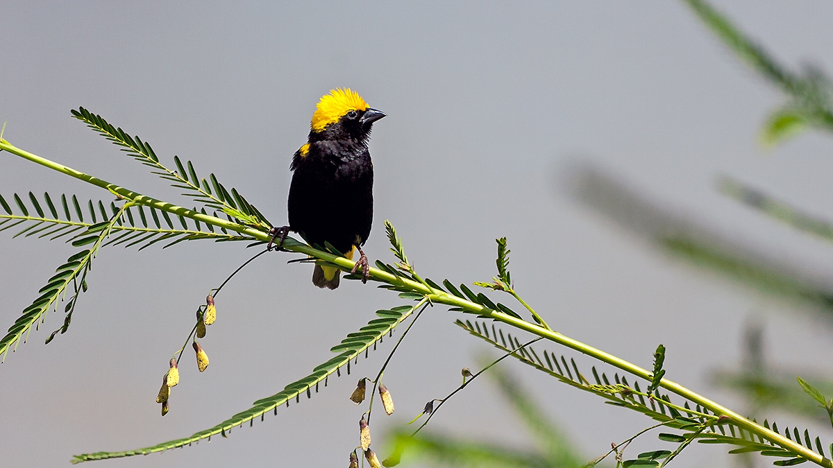 Yellow-crowned Bishop [Euplectes afer taha]