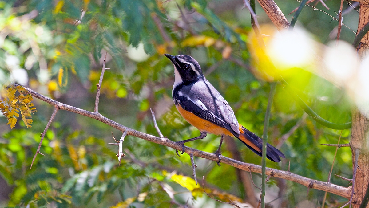 White-throated Robin-Chat [Dessonornis humeralis]