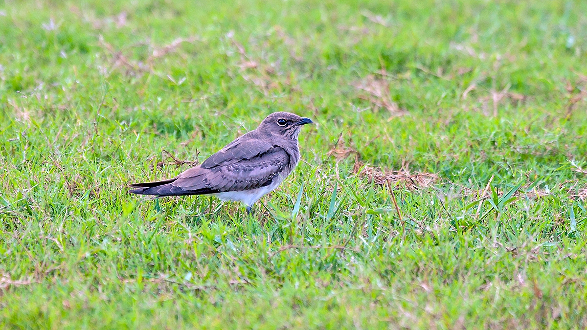 Collared Pratincole [Glareola pratincola fuelleborni]
