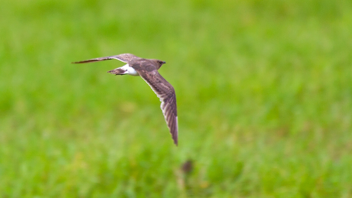 Collared Pratincole [Glareola pratincola fuelleborni]