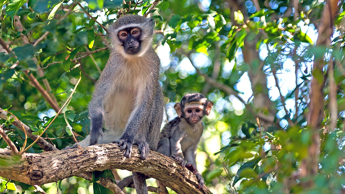 Vervet Monkey [Chlorocebus pygerythrus pygerythus]