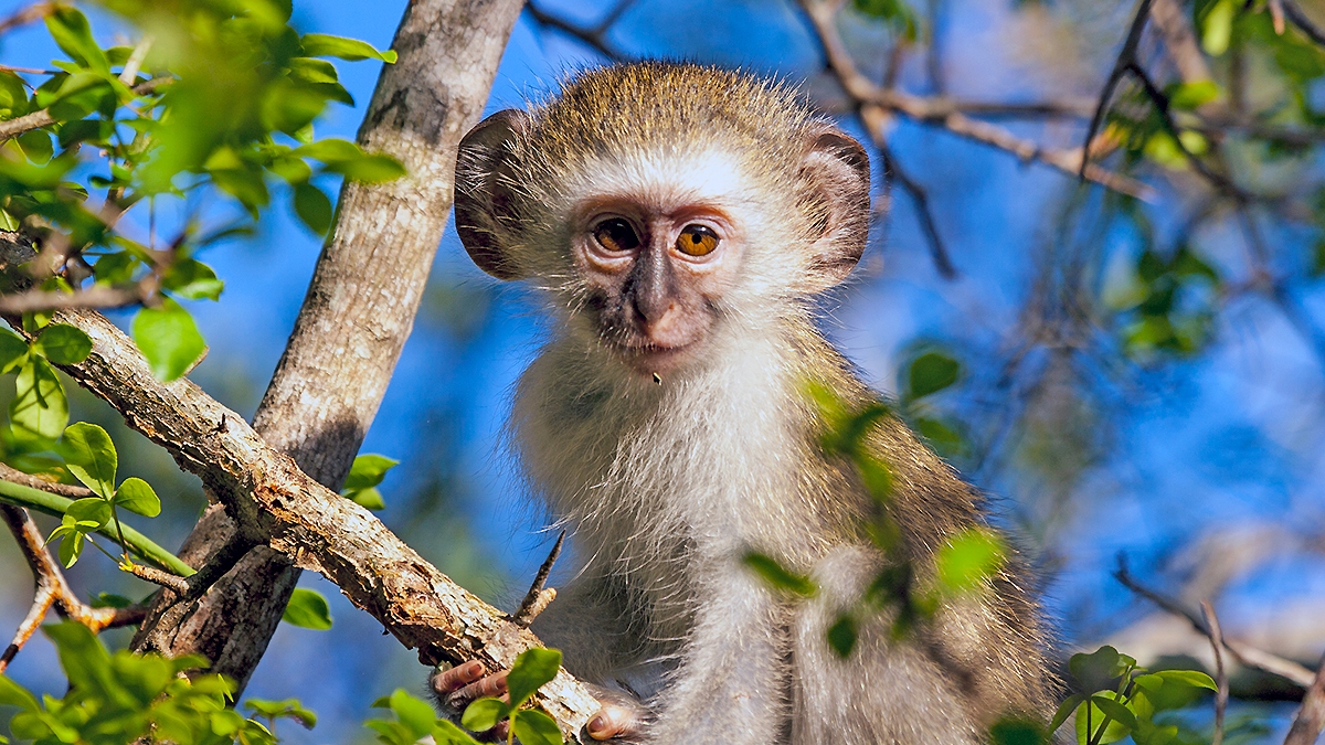Vervet Monkey [Chlorocebus pygerythrus pygerythus]