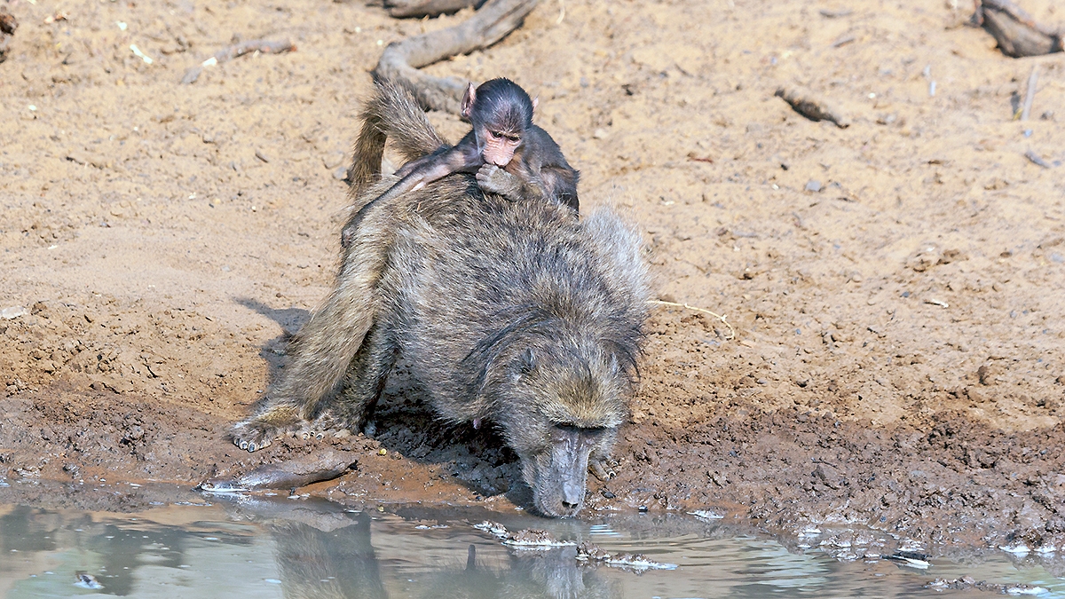 Chacma Baboon [Papio ursinus griseipes]
