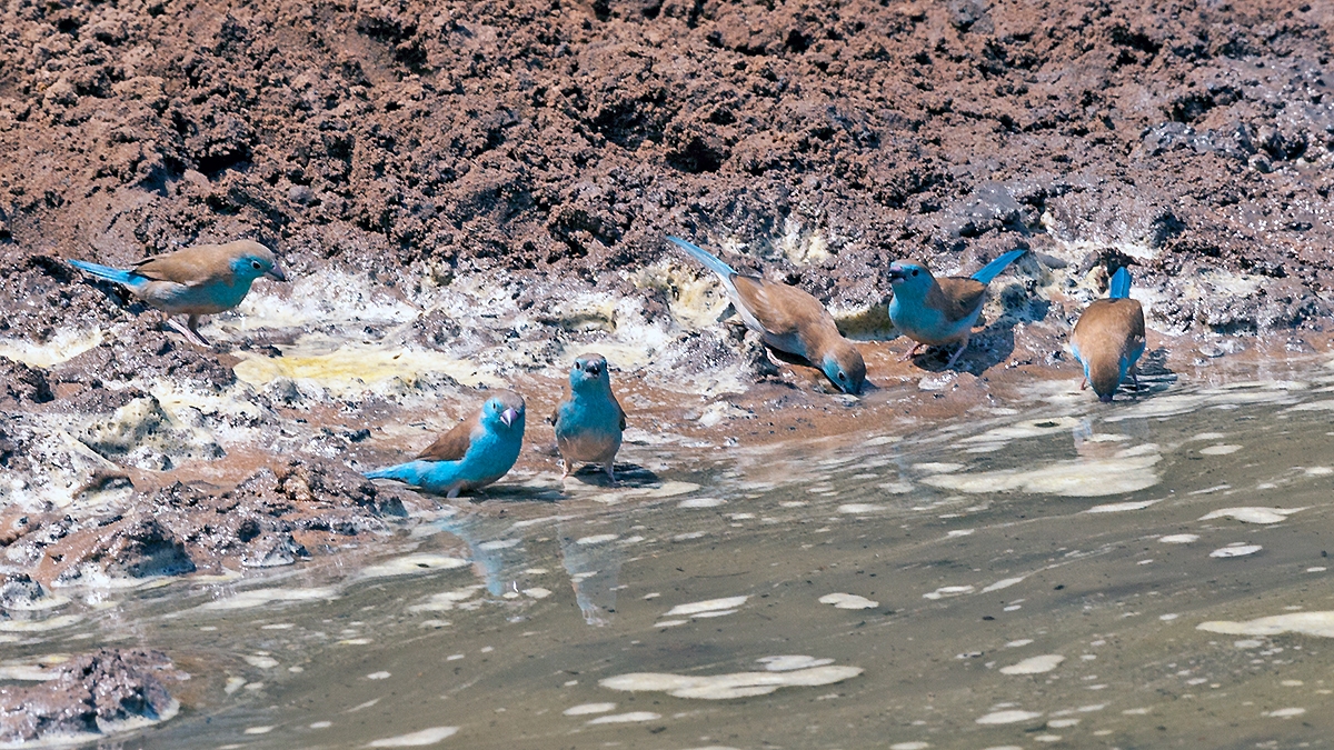 Blue Waxbill [Uraeginthus angolensis niassensis]