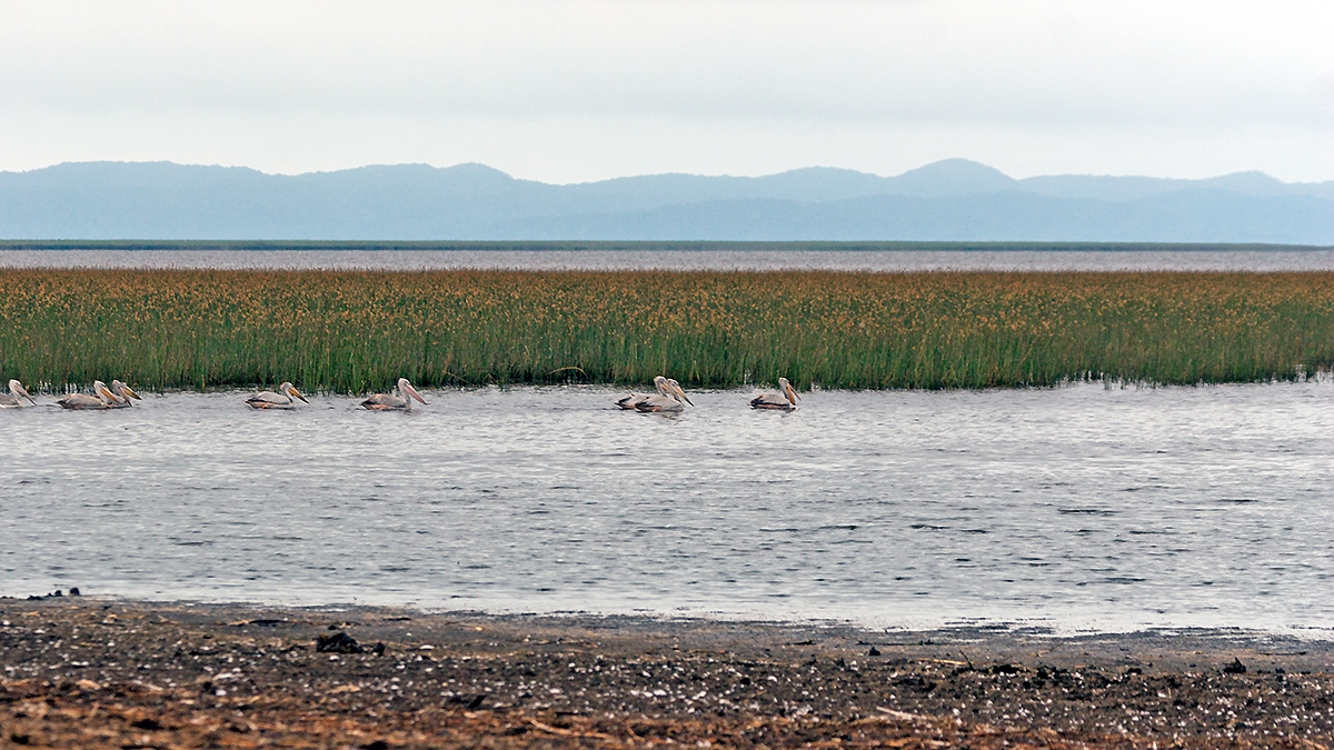 Mkuze River estuary