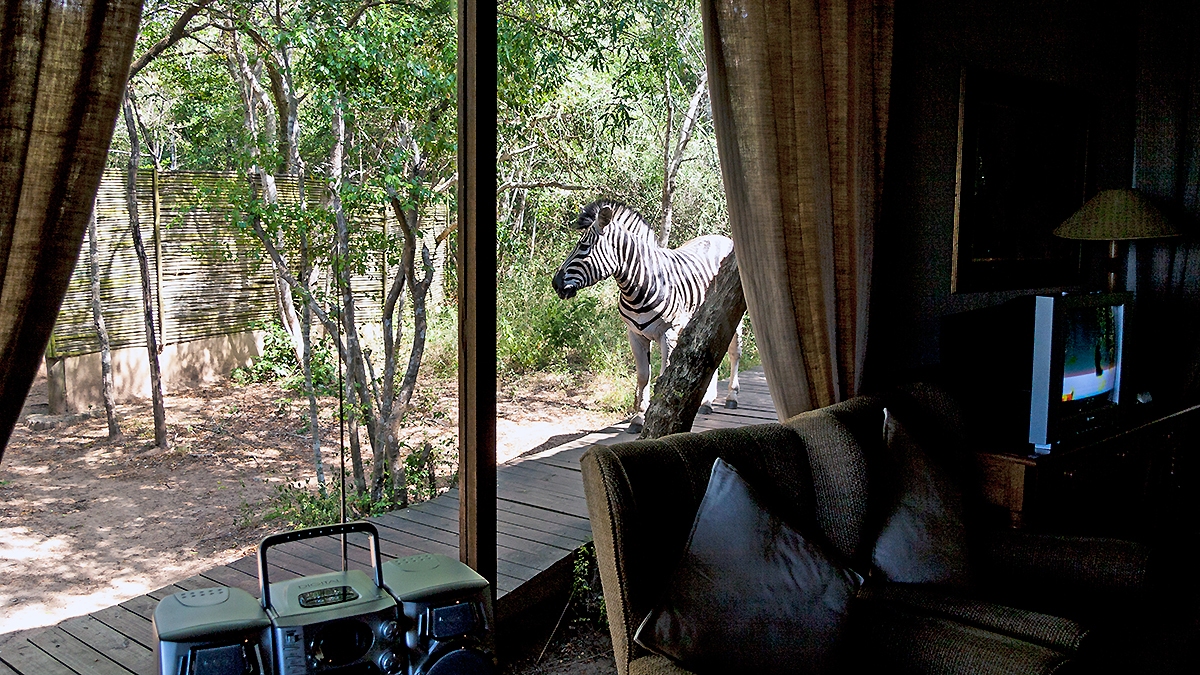 Burchells Zebra on boardwalk at Sobhengu
