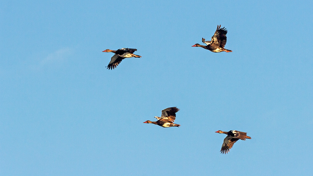 Spur-winged Goose [Plectropterus gambensis niger]