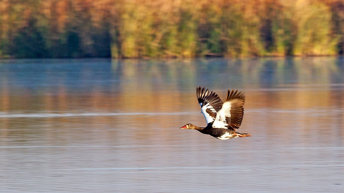 Spur-winged Goose [Plectropterus gambensis niger]