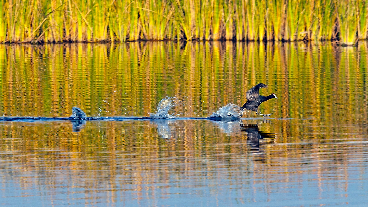 Red-knobbed Coot [Fulica cristata]