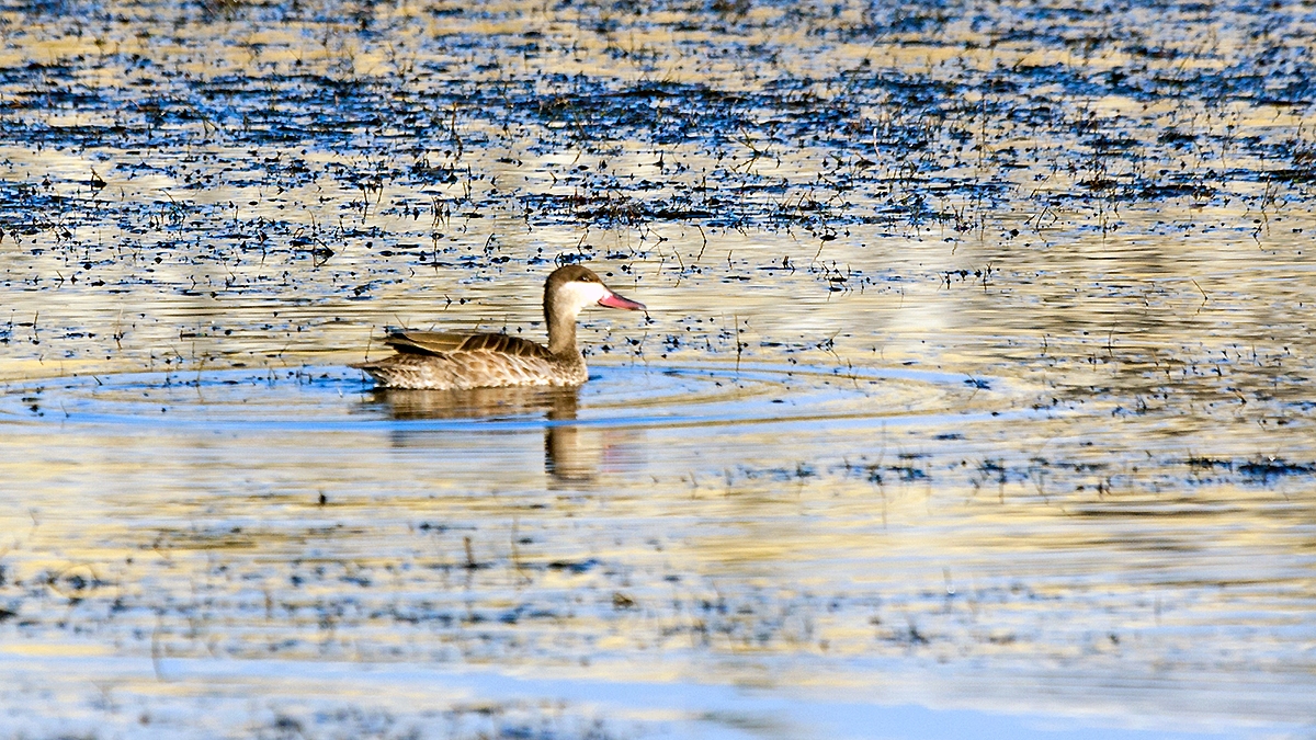 Red-billed Teal [Anas erythrorhyncha]