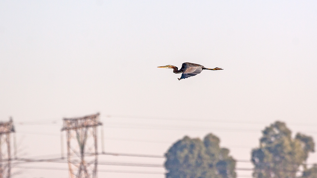 Purple Heron [Ardea purpurea purpurea]