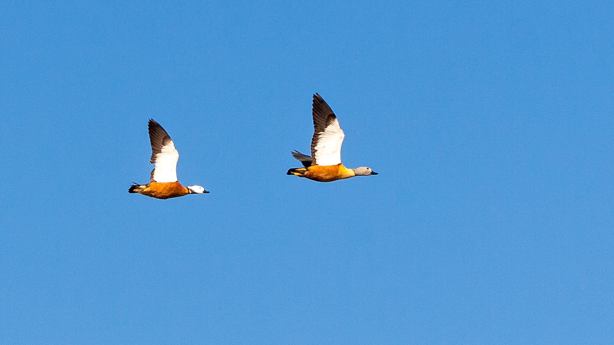 South African Shelduck [Tadorna cana]