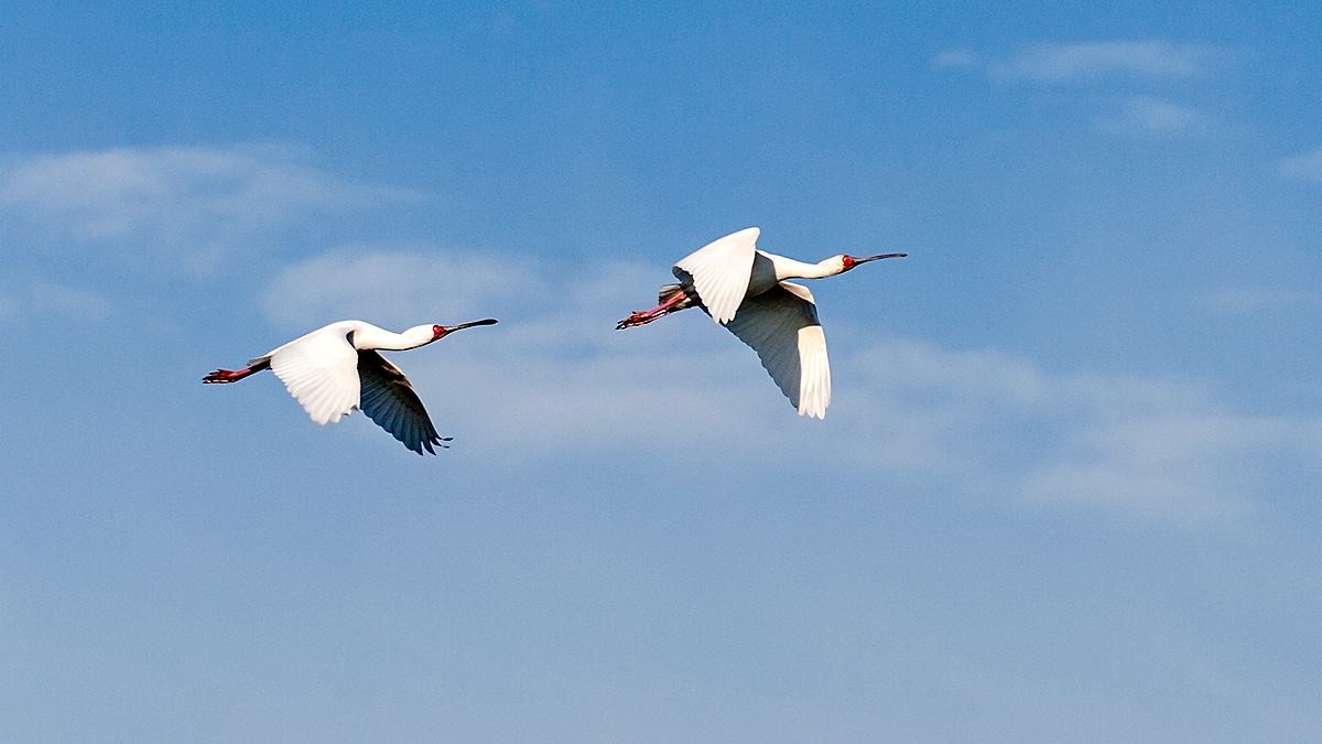 African Spoonbill [Platalea alba]