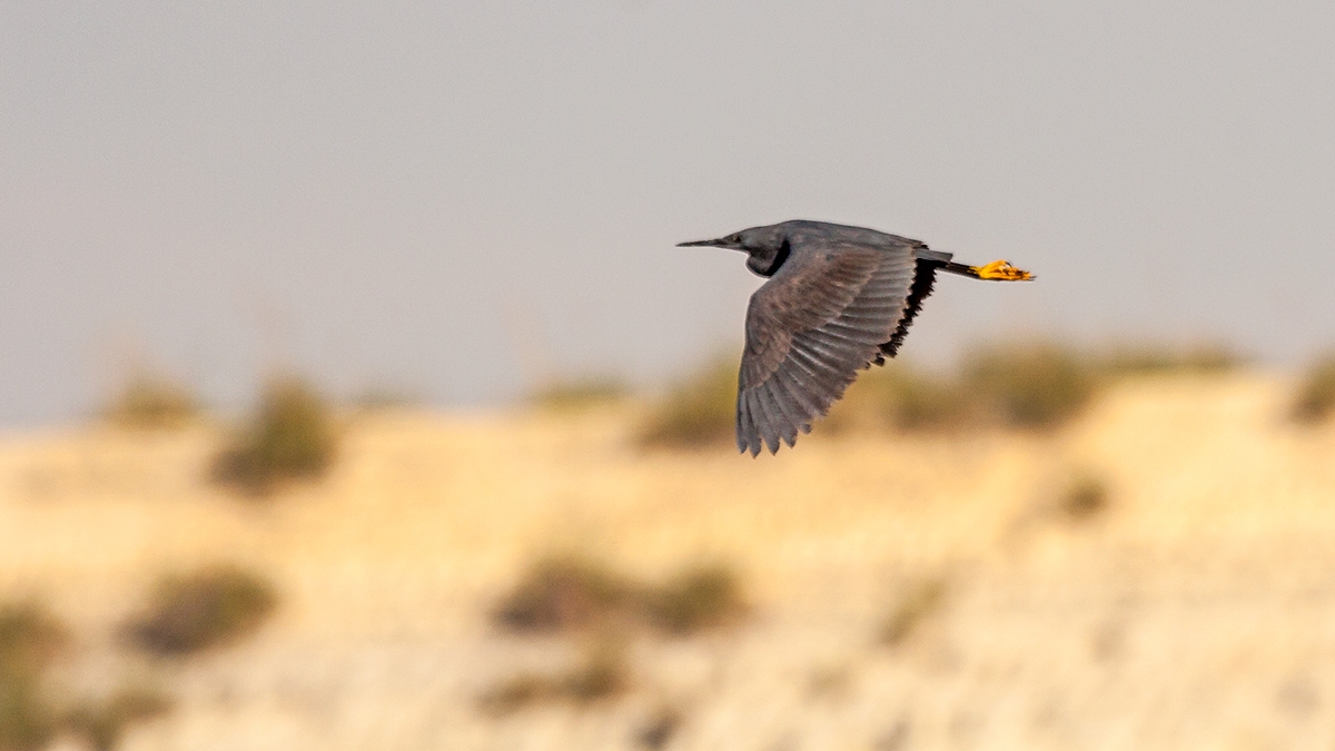 Black Heron [Egretta ardesiaca]