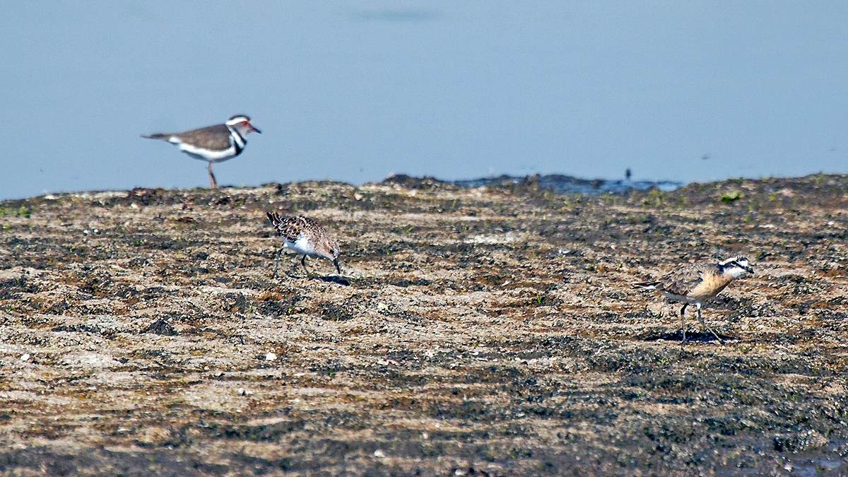 Little Stint [Calidris minuta]