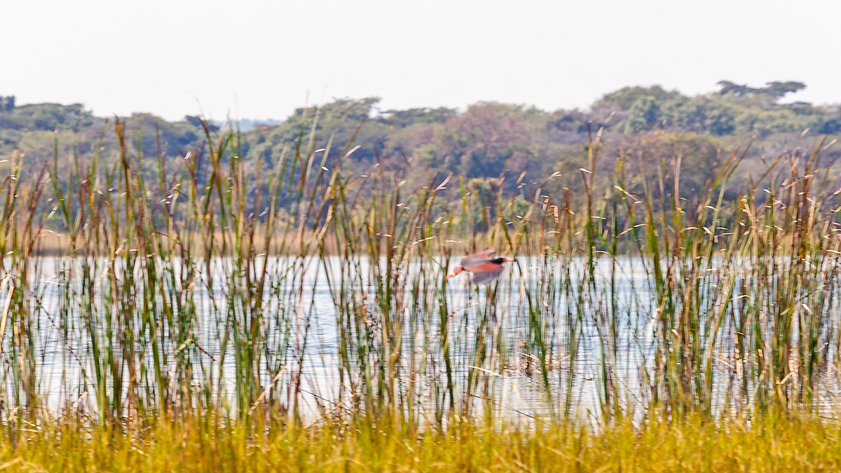 Chembe Bird Sanctuary